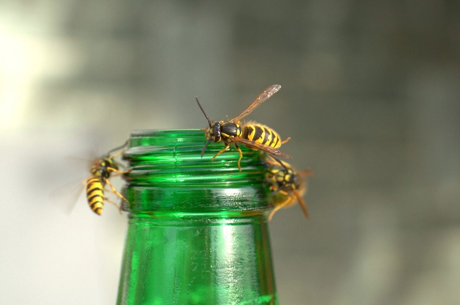 Wespen bekämpfen – verboten oder erlaubt?