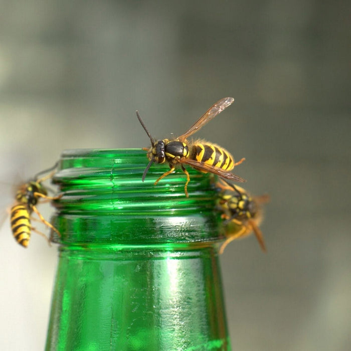 Wespen an einem Flaschenhals