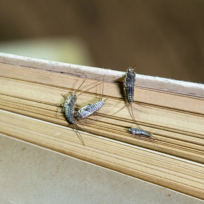 Insekten, die sich von Papier ernähren - Papierfische