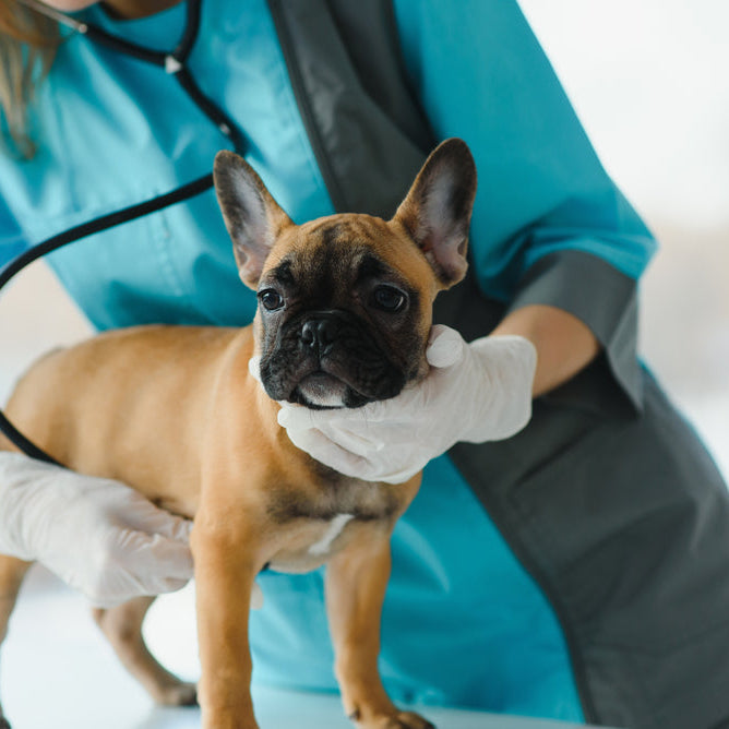 fröhlicher junger Tierarzt, der sich um einen schönen Hundehund kümmert und einen französischen Bulldog untersucht