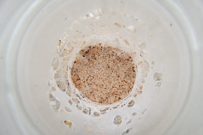 Milbenkolonie im Glas mit Kleie