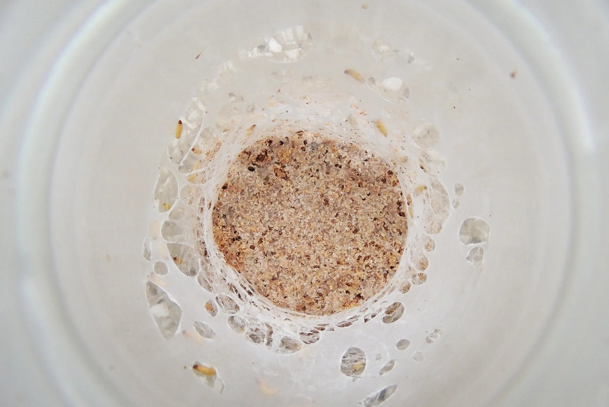 Milbenkolonie im Glas mit Kleie