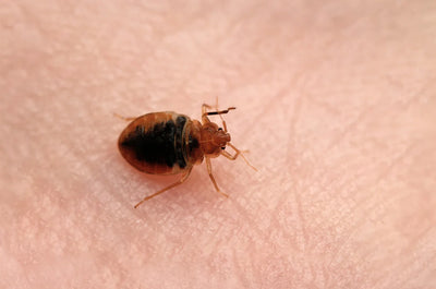 Bed bug Cimex lectularius auf der menschlichen Haut.