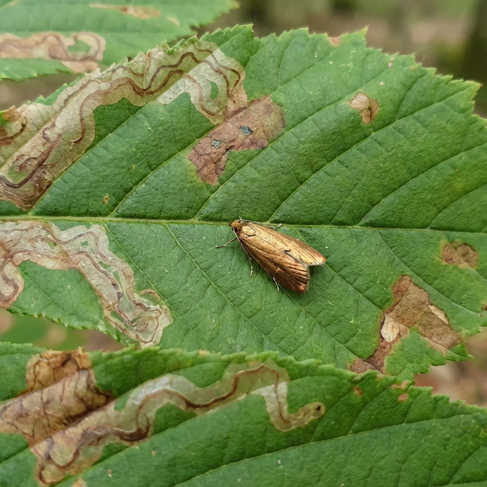 Kastanienminiermotte Lebenszyklus: Den Schädling verstehen und effektiv bekämpfen