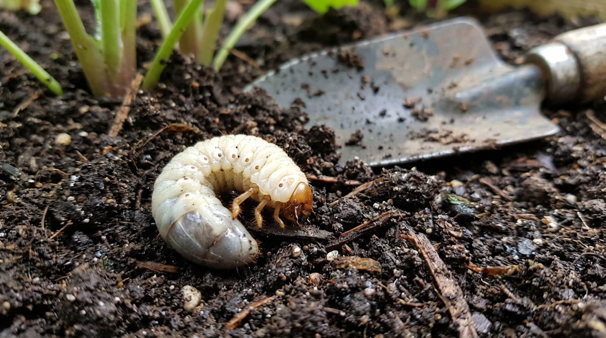 Engerling Insect Engerlinge in der Erde: Schädling oder Nützling erkennen und bekämpfen ...