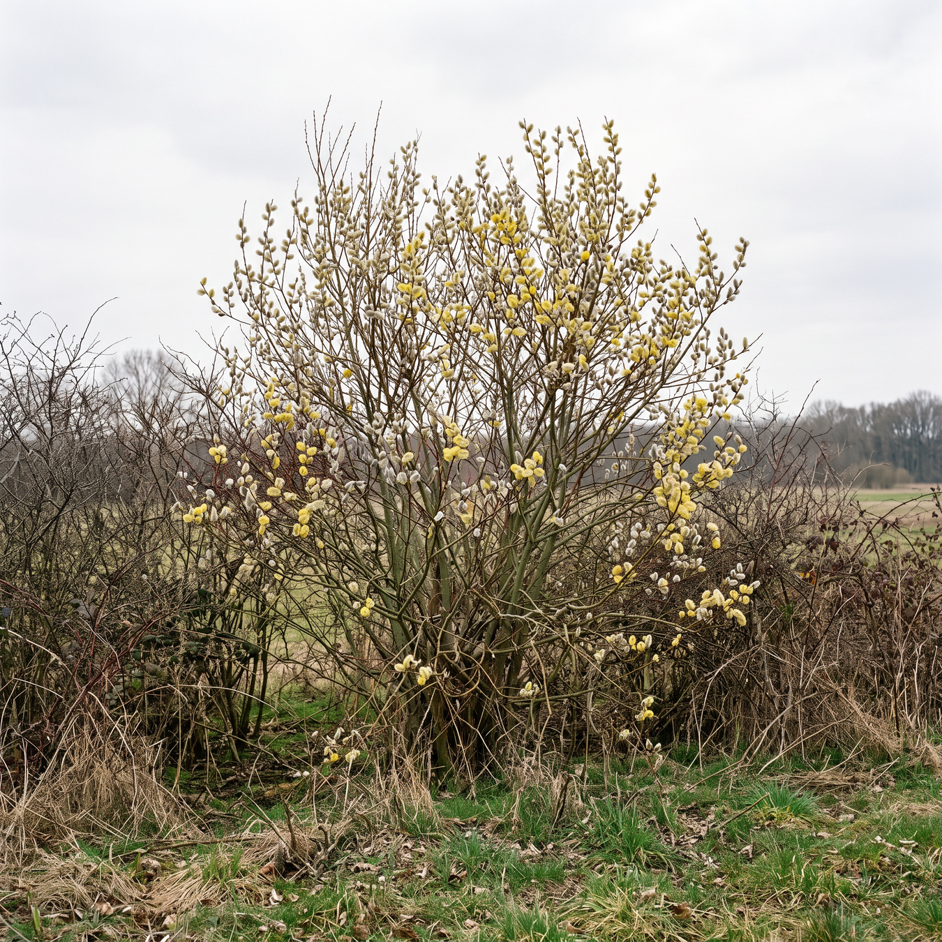 Bienenfreundliche Pflanzen