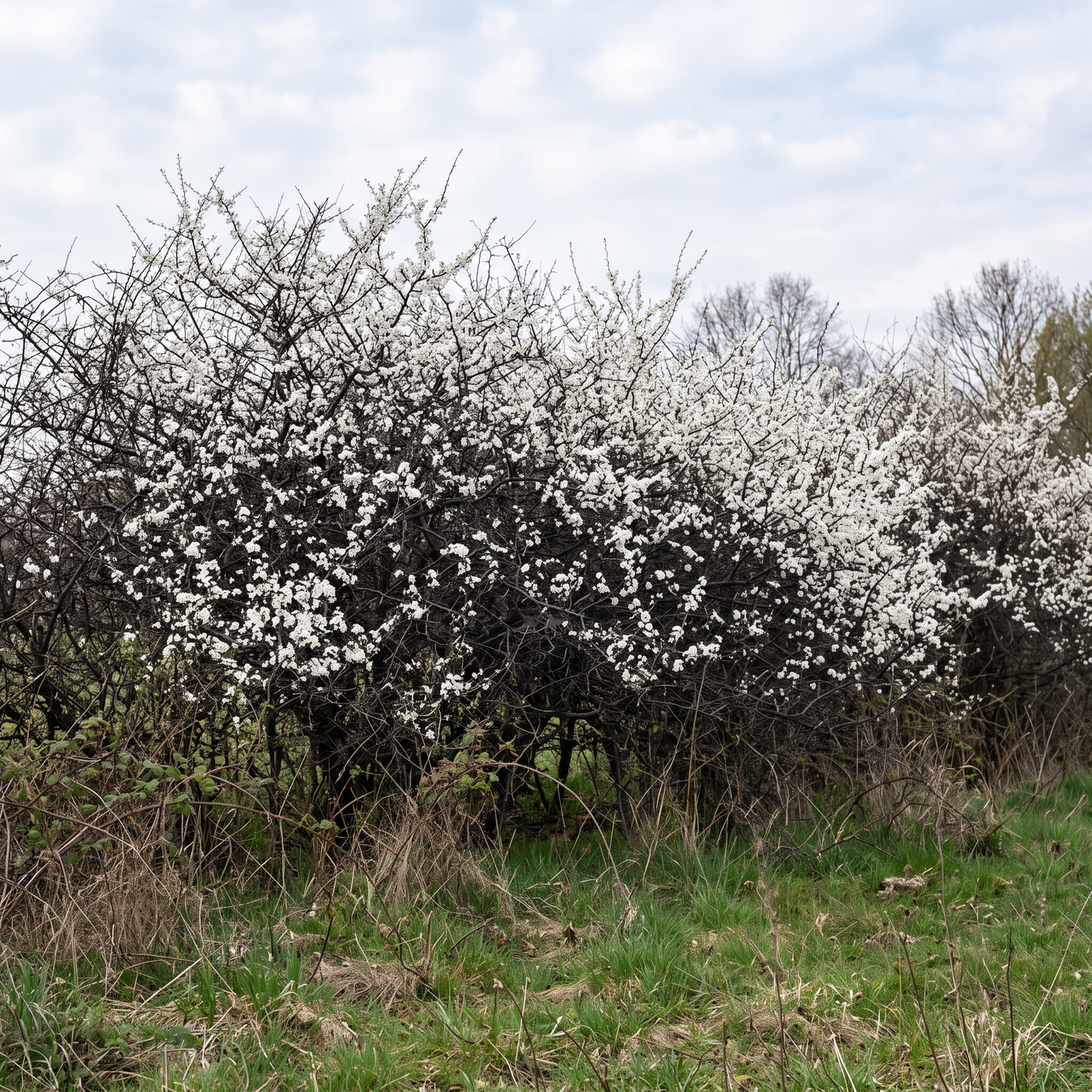 Wildhecke & Wildgehölze
