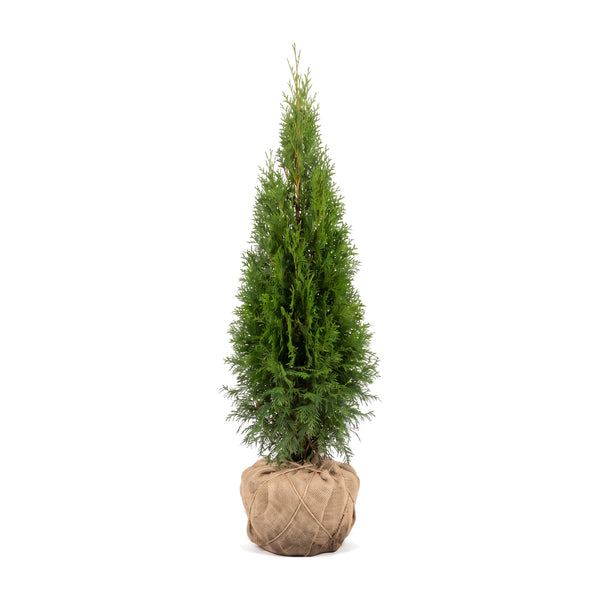 Thuja 'Smaragd' mit Wurzelballen im Jutetuch, freigestellt – schmal kegelförmiger, dichter Wuchs (KI-generierte Illustration)