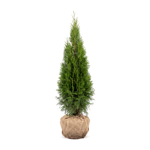 Thuja 'Smaragd' mit Wurzelballen im Jutetuch, freigestellt – schmal kegelförmiger, dichter Wuchs (KI-generierte Illustration)