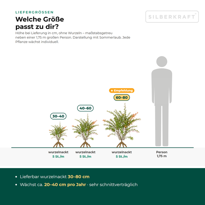 Liefergrößen Grüne Heckenberberitze: wurzelnackt 30–80 cm – maßstabsgetreu neben einer 1,75 m großen Person