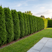 Thuja-'Smaragd'-Hecke als dichter Sichtschutz am Rasen im Sommer (KI-generierte Illustration)