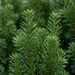 Nahaufnahme Becher-Eibe 'Hicksii' (Taxus × media 'Hicksii'): Nadeln – KI-generierte Beispielabbildung