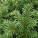 Nahaufnahme Becher-Eibe 'Hillii' (Taxus × media 'Hillii'): Nadeln – KI-generierte Beispielabbildung