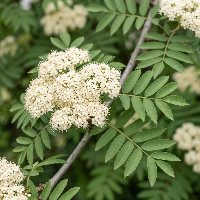 Nahaufnahme Eberesche (Vogelbeere) (Sorbus aucuparia): weiße Blütendolden und gefiederte Blätter – KI-generierte Beispielabbildung