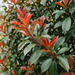 Nahaufnahme Glanzmispel 'Red Robin' (Photinia × fraseri 'Red Robin'): leuchtend roter Austrieb und dunkelgrünes Laub – KI-generierte Beispielabbildung
