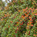 Nahaufnahme Grüne Heckenberberitze (Berberis thunbergii): Herbstfärbung und rote Beeren – KI-generierte Beispielabbildung