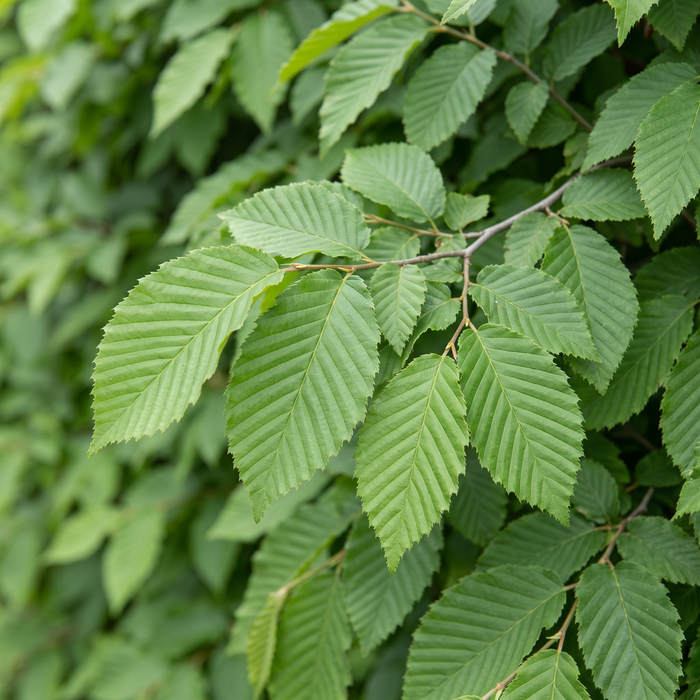 Nahaufnahme Hainbuche (Carpinus betulus): Blätter und Triebe – KI-generierte Beispielabbildung