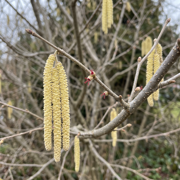 Nahaufnahme Haselnuss (Corylus avellana): männliche Kätzchen und rote weibliche Blüten im Vorfrühling – KI-generierte Beispielabbildung