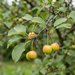 Nahaufnahme Holzapfel (Malus sylvestris): Blätter und kleine Wildäpfel im Herbst – KI-generierte Beispielabbildung