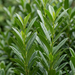 Nahaufnahme Kirschlorbeer 'Genolia' (Prunus laurocerasus 'Mariblon' (Genolia®)): Blätter und Triebe – KI-generierte Beispielabbildung