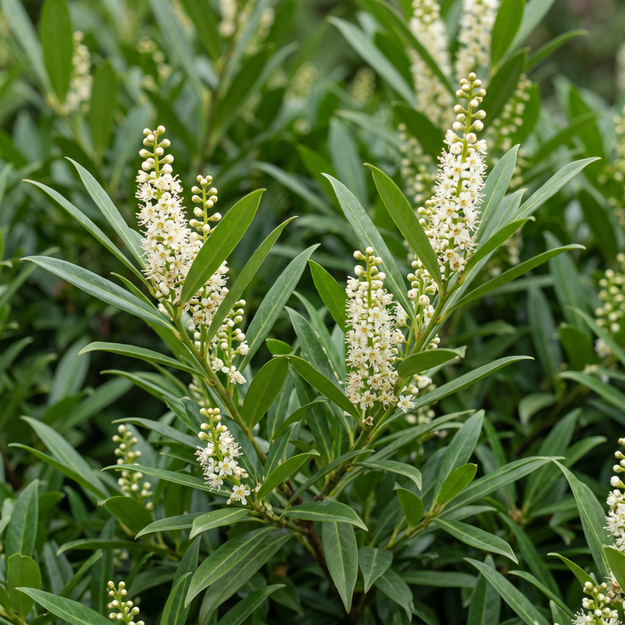 Nahaufnahme Kirschlorbeer 'Otto Luyken' (Prunus laurocerasus 'Otto Luyken'): weiße Blütenkerzen und schmales Laub – KI-generierte Beispielabbildung