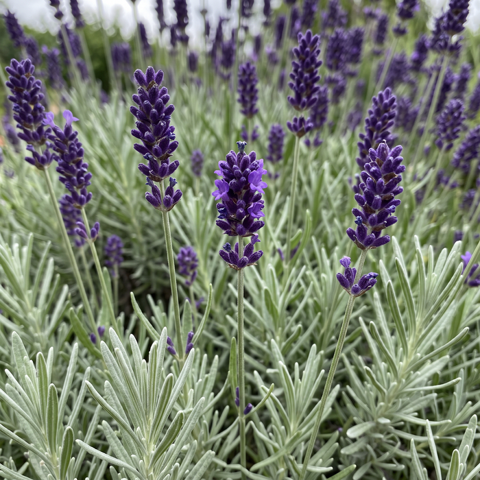 Nahaufnahme Lavendel 'Hidcote' (Lavandula angustifolia 'Hidcote'): tiefviolette Blütenähren – KI-generierte Beispielabbildung
