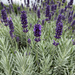 Nahaufnahme Lavendel 'Hidcote' (Lavandula angustifolia 'Hidcote'): tiefviolette Blütenähren – KI-generierte Beispielabbildung