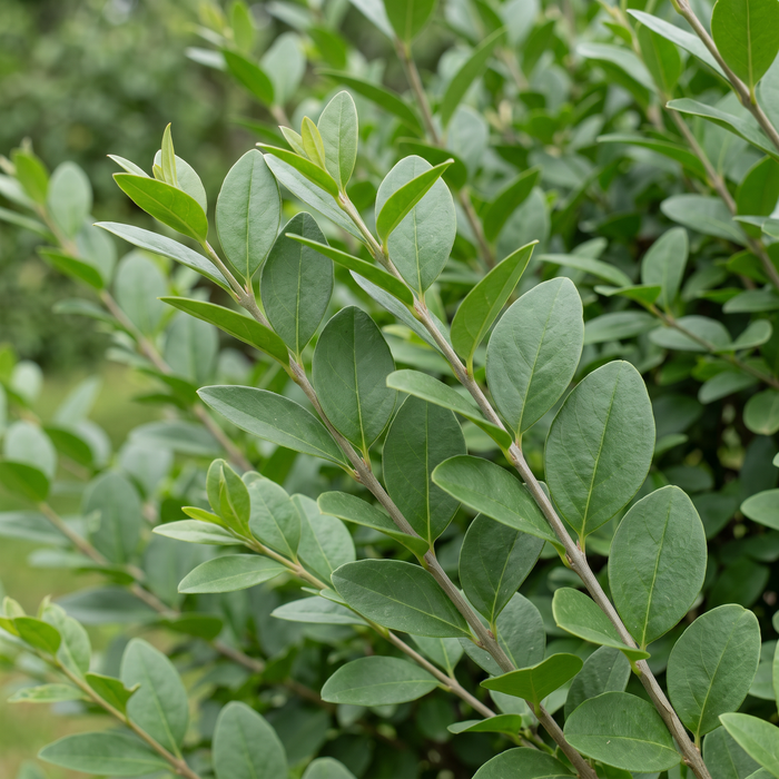 Nahaufnahme Ovalblättriger Liguster (Ligustrum ovalifolium): Blätter und Triebe – KI-generierte Beispielabbildung