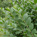 Nahaufnahme Ovalblättriger Liguster (Ligustrum ovalifolium): Blätter und Triebe – KI-generierte Beispielabbildung