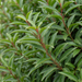 Nahaufnahme Portugiesischer Kirschlorbeer 'Angustifolia' (Prunus lusitanica 'Angustifolia'): schmale, glänzende Blätter an roten Stielen – KI-generierte Beispielabbildung