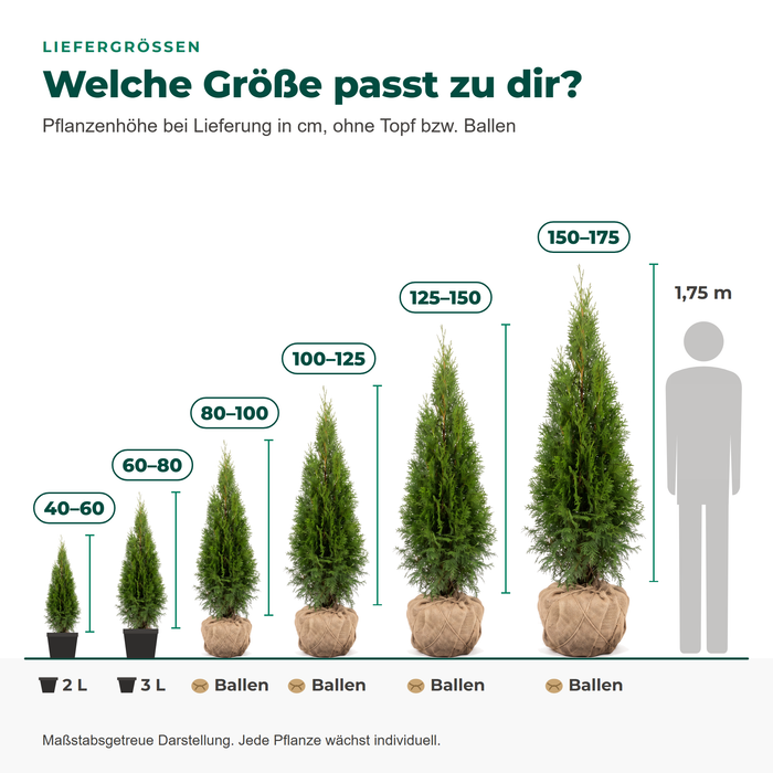Liefergrößen Thuja 'Smaragd': 40–60 und 60–80 cm im Topf, 80–175 cm mit Ballen, im Vergleich zu 1,75 m Körpergröße