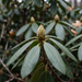 Rhododendron 'Catawbiense Grandiflorum': Blütenknospe und immergrünes Laub im Spätherbst – KI-generierte Beispielabbildung