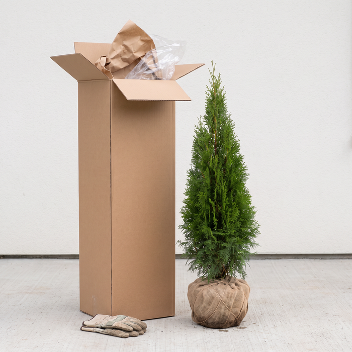 Lieferzustand Thuja 'Smaragd': Pflanze mit Wurzelballen im Jutetuch neben dem geöffneten Versandkarton (KI-generierte Illustration)