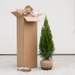 Lieferzustand Thuja 'Smaragd': Pflanze mit Wurzelballen im Jutetuch neben dem geöffneten Versandkarton (KI-generierte Illustration)