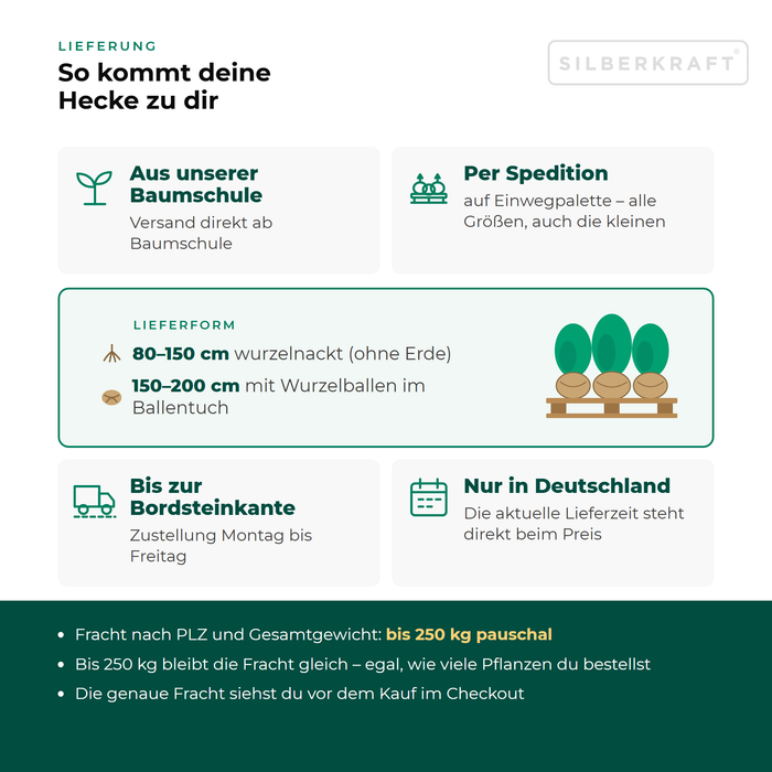 Lieferung Hainbuche: aus unserer Baumschule per Spedition auf Einwegpalette bis zur Bordsteinkante, nur innerhalb Deutschlands, Fracht bis 250 kg pauschal