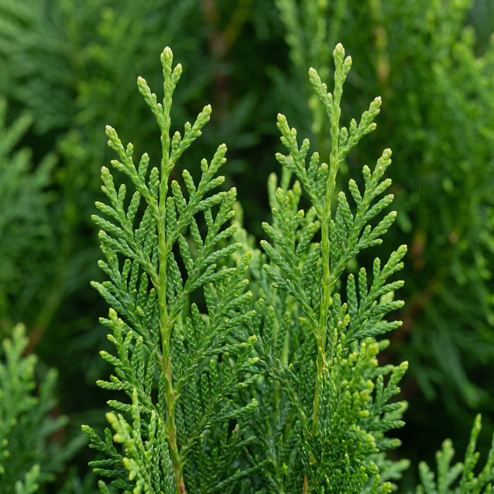 Nahaufnahme Thuja 'Smaragd': flache, fächerförmige Zweige mit smaragdgrünen Schuppenblättern (KI-generierte Illustration)