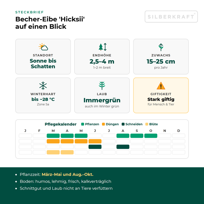 Steckbrief Becher-Eibe 'Hicksii': Standort Sonne bis Schatten, Endhöhe 2,5–4 m, Zuwachs 15–25 cm pro Jahr, winterhart bis −28 °C – mit Pflegekalender