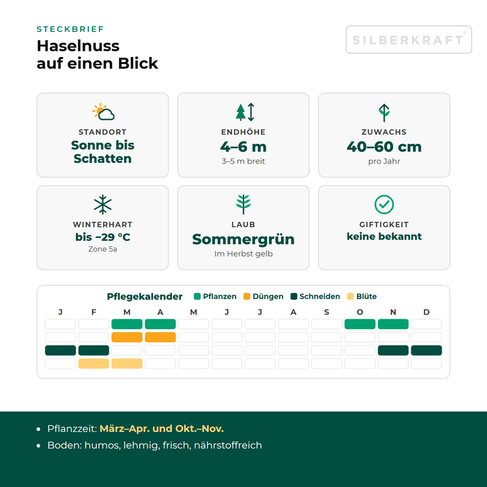 Steckbrief Haselnuss: Standort Sonne bis Schatten, Endhöhe 4–6 m, Zuwachs 40–60 cm pro Jahr, winterhart bis −29 °C – mit Pflegekalender