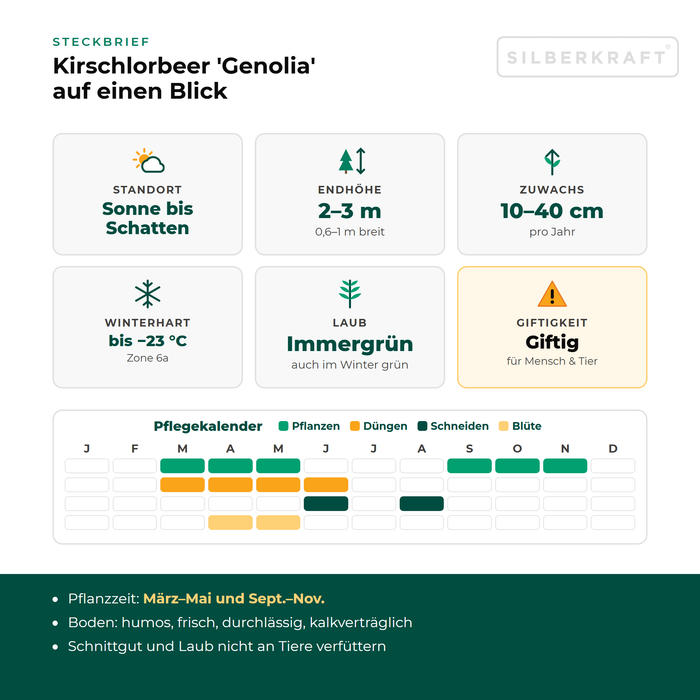 Steckbrief Kirschlorbeer 'Genolia': Standort Sonne bis Schatten, Endhöhe 2–3 m, Zuwachs 10–40 cm pro Jahr, winterhart bis −23 °C – mit Pflegekalender