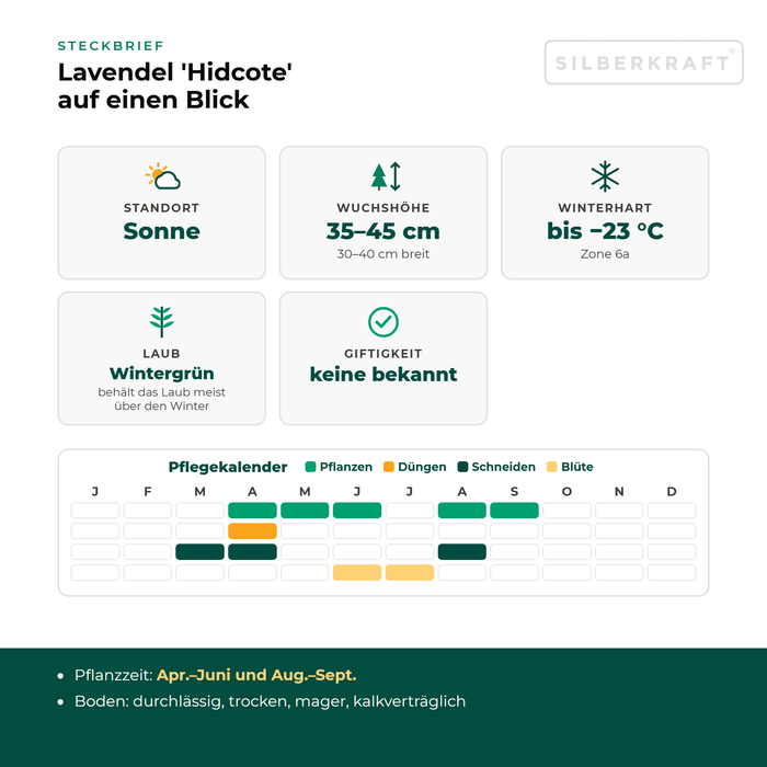 Steckbrief Lavendel 'Hidcote': Standort Sonne, Wuchshöhe 35–45 cm, winterhart bis −23 °C – mit Pflegekalender