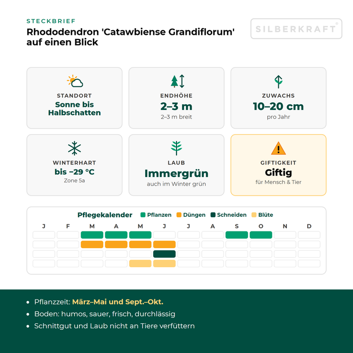 Steckbrief Rhododendron 'Catawbiense Grandiflorum': Standort Sonne bis Halbschatten, Endhöhe 2–3 m, Zuwachs 10–20 cm pro Jahr, winterhart bis −29 °C – mit Pflegekalender