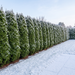 Thuja-'Smaragd'-Hecke im Winter mit Schnee – bleibt smaragdgrün (KI-generierte Illustration)