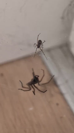 Große Winkelspinne