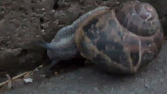 Gefleckte Weinbergschnecke