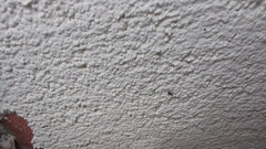 Schwarze Wegameise