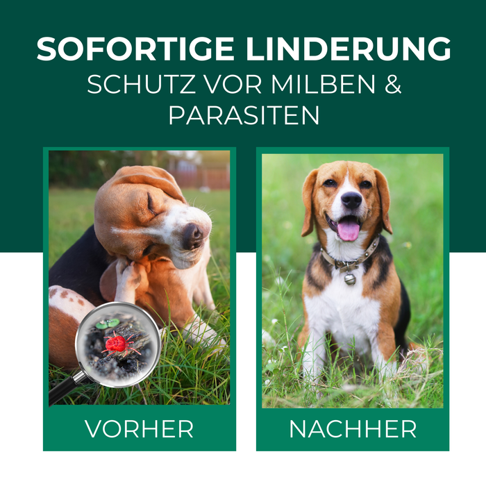 Vorher-Nachher-Bild eines Hundes, das die Wirkung des Silberkraft Grasmilben EX Sprays demonstriert. Vorher ist der Hund von Grasmilben befallen, nachher ist er frei von den Parasiten.