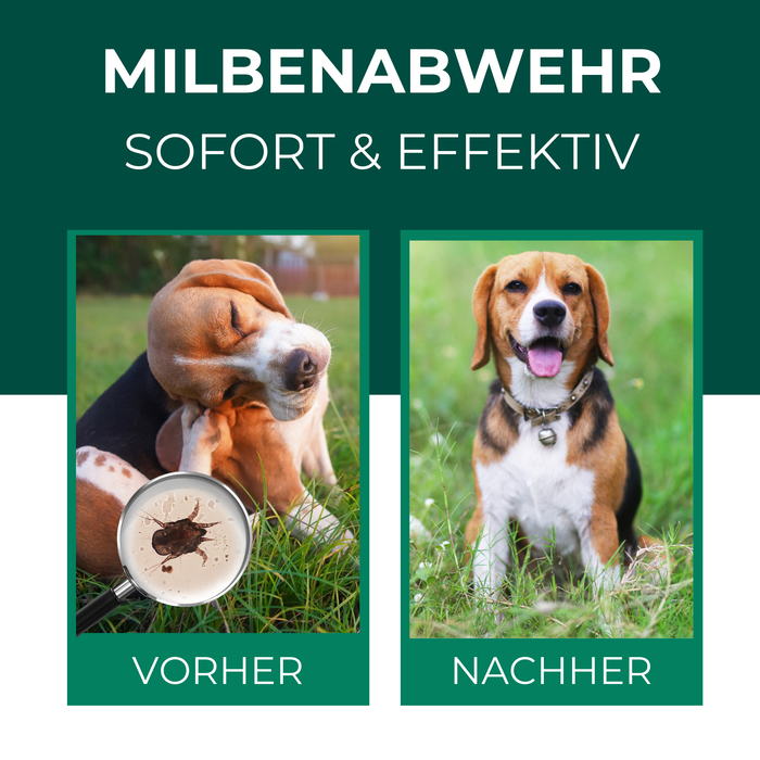 Vergleichsbild zur Milbenabwehr bei Hunden: Links ein leidender Hund, der sich kratzt, mit einer vergrößerten Milbe im Fokus (Vorher-Zustand). Rechts ein gesunder, glücklicher Beagle im Gras (Nachher-Zustand). Effektive Lösung zur Milbenbekämpfung für Haustiere