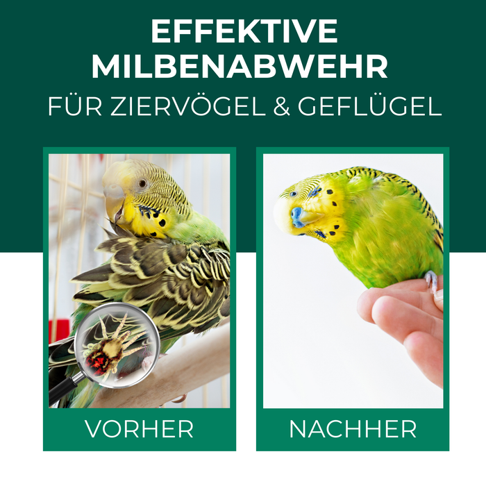 Effektive Milbenabwehr für Ziervögel & Geflügel: Vorher-Nachher-Vergleich eines Wellensittichs mit und ohne Milbenbefall. Links: Betroffener Vogel mit sichtbarem Milbenbefall und Detailaufnahme der Parasiten. Rechts: Gesunder, lebhafter Wellensittich nach der Behandlung.