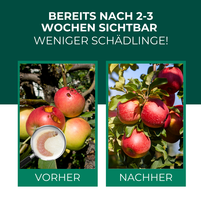 SF Nematoden gegen Apfelwickler