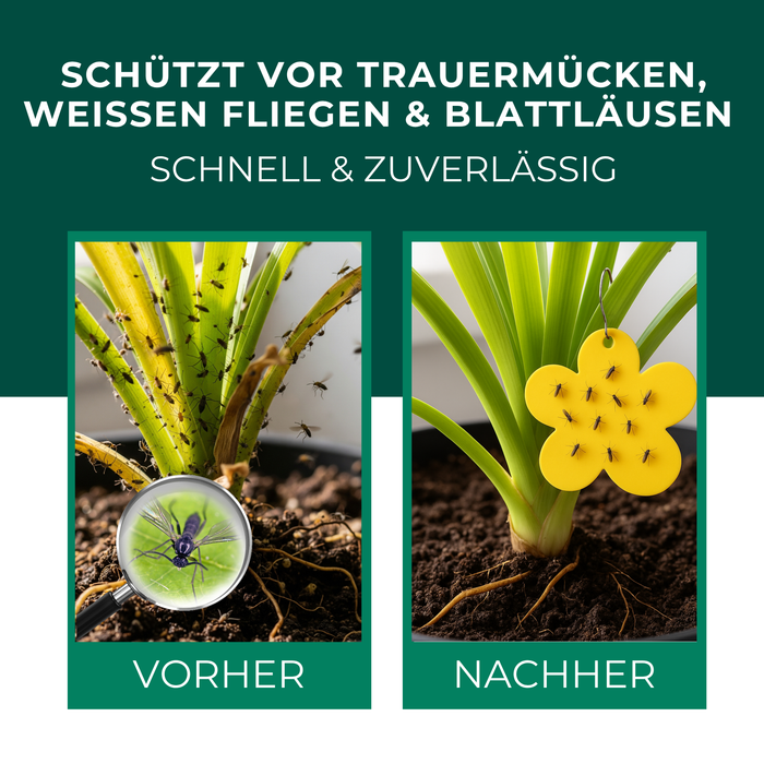 Gelbfalle 12 Stück
